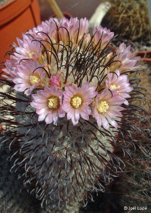 Mammillaria perezdelarosae JLcoll.2887